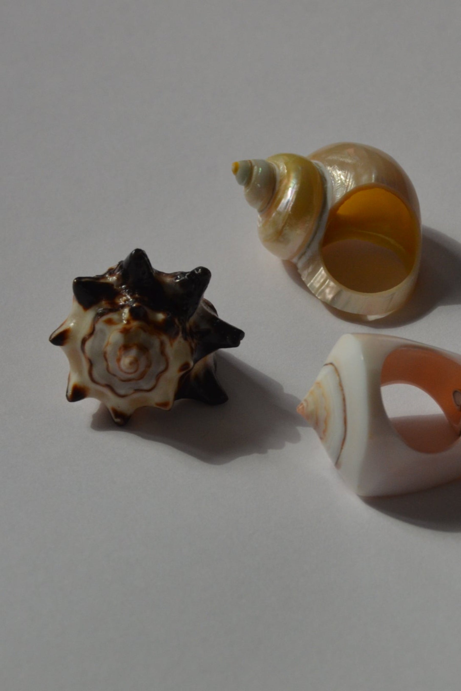 Three seashell rings on a plain background
