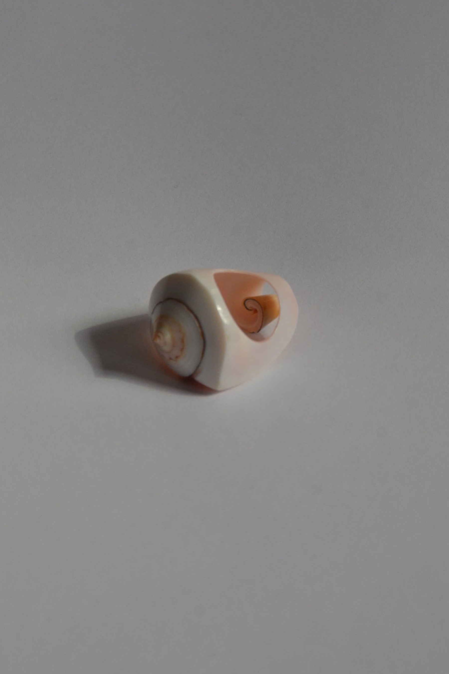 Small shell on a light gray background