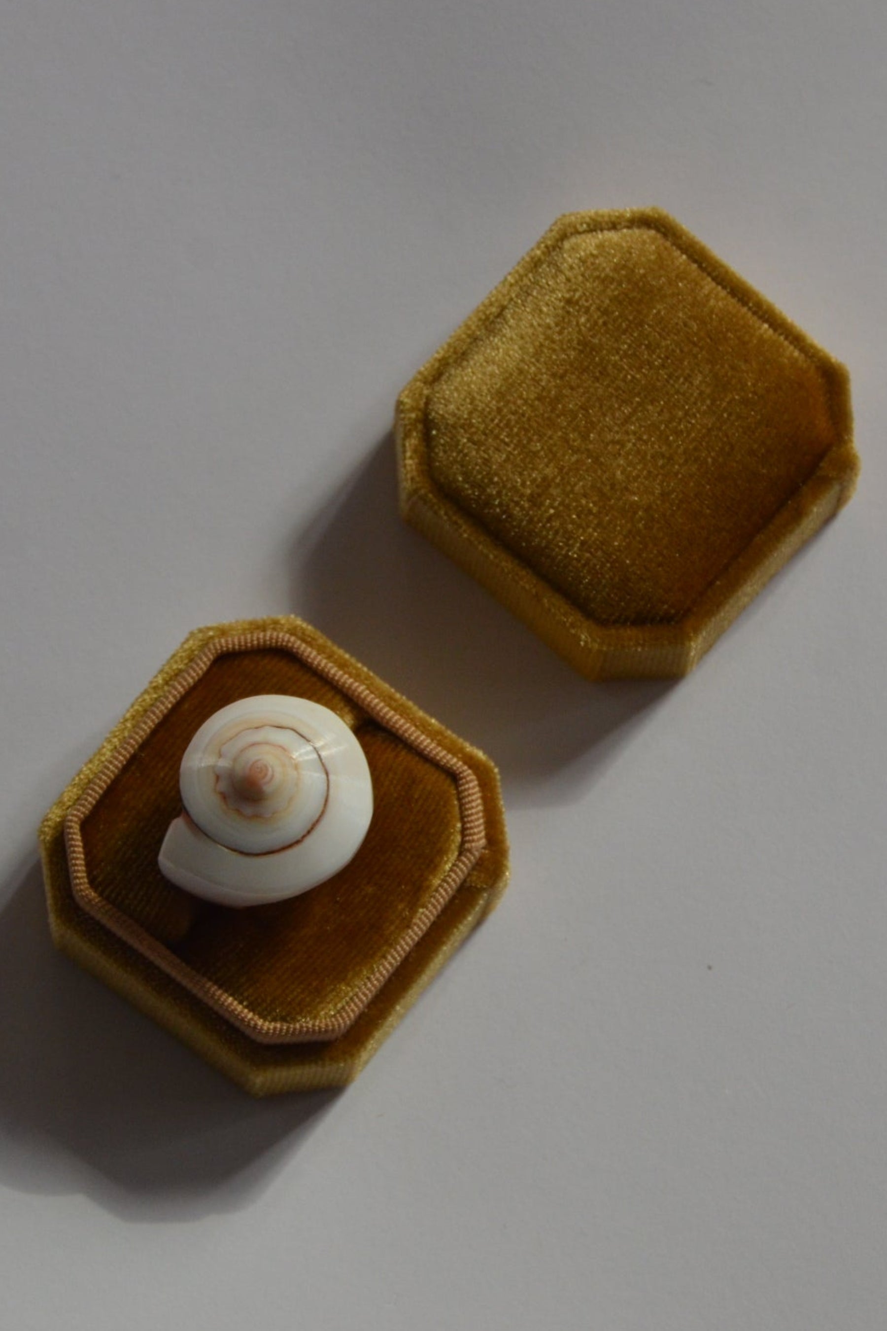 Shell ring inside an open brown velvet box on a light gray background